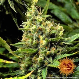 Acapulco Gold Barney´s Farm SEEDS-BANK.CZ