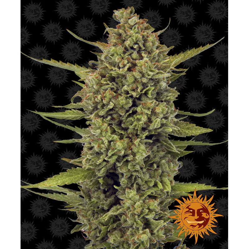Acapulco Gold Barney´s Farm SEEDS-BANK.CZ