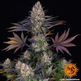 L.S.D Barney´s Farm SEEDS-BANK.CZ