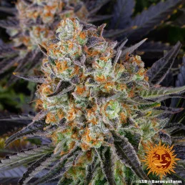L.S.D Barney´s Farm SEEDS-BANK.CZ