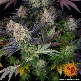 L.S.D Barney´s Farm SEEDS-BANK.CZ