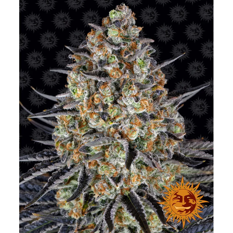 L.S.D Barney´s Farm SEEDS-BANK.CZ