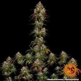 Amnesia Lemon Barney´s Farm SEEDS-BANK.CZ