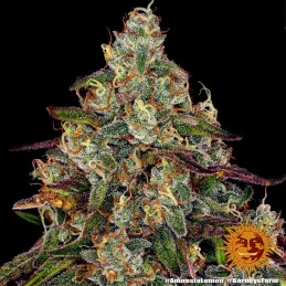 Amnesia Lemon Barney´s Farm SEEDS-BANK.CZ