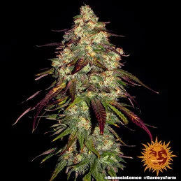 Amnesia Lemon Barney´s Farm SEEDS-BANK.CZ