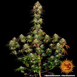 Amnesia Lemon Barney´s Farm SEEDS-BANK.CZ
