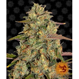 Amnesia Lemon Barney´s Farm SEEDS-BANK.CZ