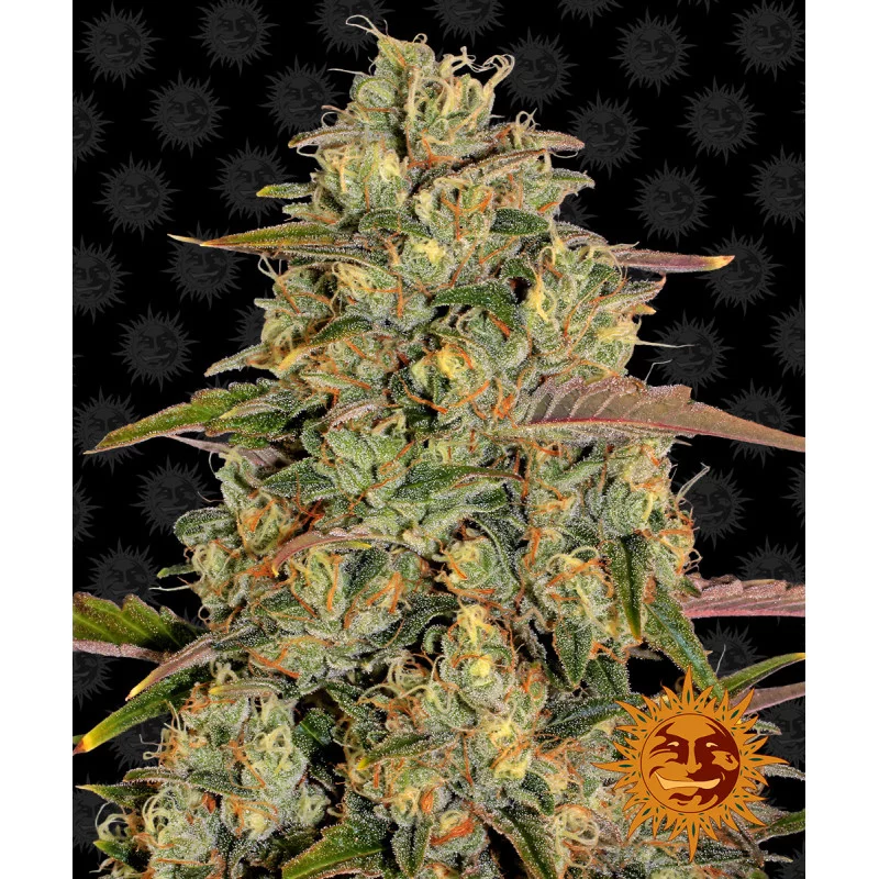Amnesia Lemon Barney´s Farm SEEDS-BANK.CZ