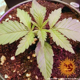 Critical Kush Barney´s Farm SEEDS-BANK.CZ