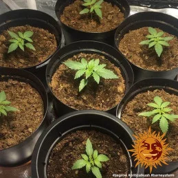 Critical Kush Barney´s Farm SEEDS-BANK.CZ