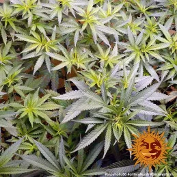 Critical Kush Barney´s Farm SEEDS-BANK.CZ