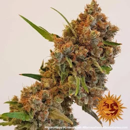 Critical Kush Barney´s Farm SEEDS-BANK.CZ