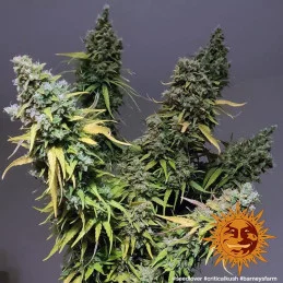 Critical Kush Barney´s Farm SEEDS-BANK.CZ