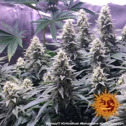 Critical Kush Barney´s Farm SEEDS-BANK.CZ