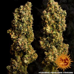 Critical Kush Barney´s Farm SEEDS-BANK.CZ