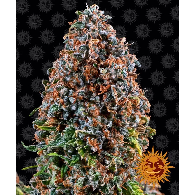 Critical Kush Barney´s Farm SEEDS-BANK.CZ