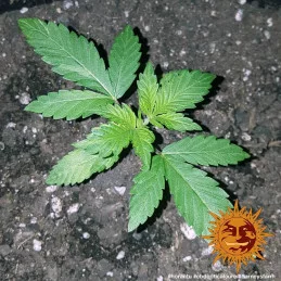 CBD Critical Cure Barney´s Farm SEEDS-BANK.CZ