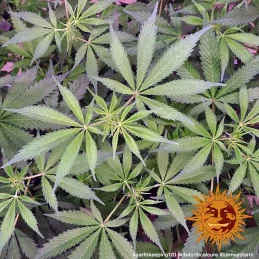 CBD Critical Cure Barney´s Farm SEEDS-BANK.CZ
