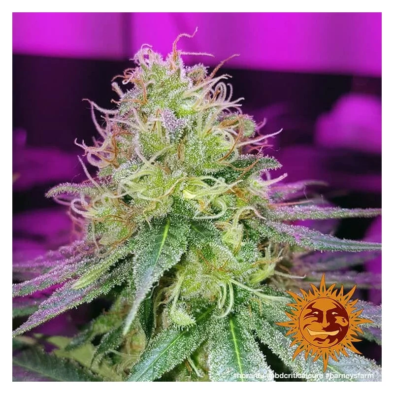 CBD Critical Cure Barney´s Farm SEEDS-BANK.CZ