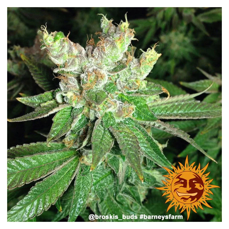 Cookies Kush Barney´s Farm SEEDS-BANK.CZ