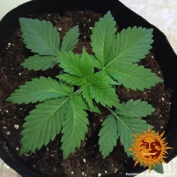 Cookies Kush Barney´s Farm SEEDS-BANK.CZ