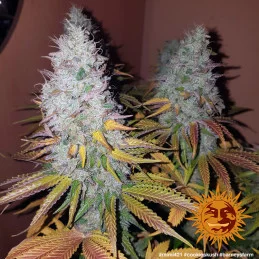 Cookies Kush Barney´s Farm SEEDS-BANK.CZ