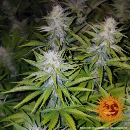 Cookies Kush Barney´s Farm SEEDS-BANK.CZ