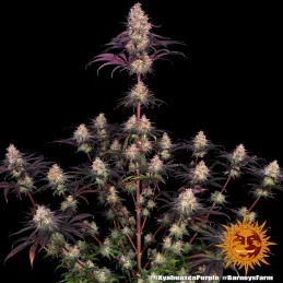 Ayahuasca Purple  Barney's Farm  SEEDS-BANK.CZ
