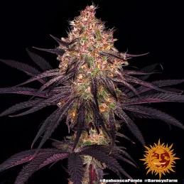 Ayahuasca Purple  Barney's Farm  SEEDS-BANK.CZ