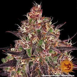 Ayahuasca Purple  Barney's Farm  SEEDS-BANK.CZ