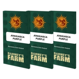 Ayahuasca Purple  Barney's Farm  SEEDS-BANK.CZ