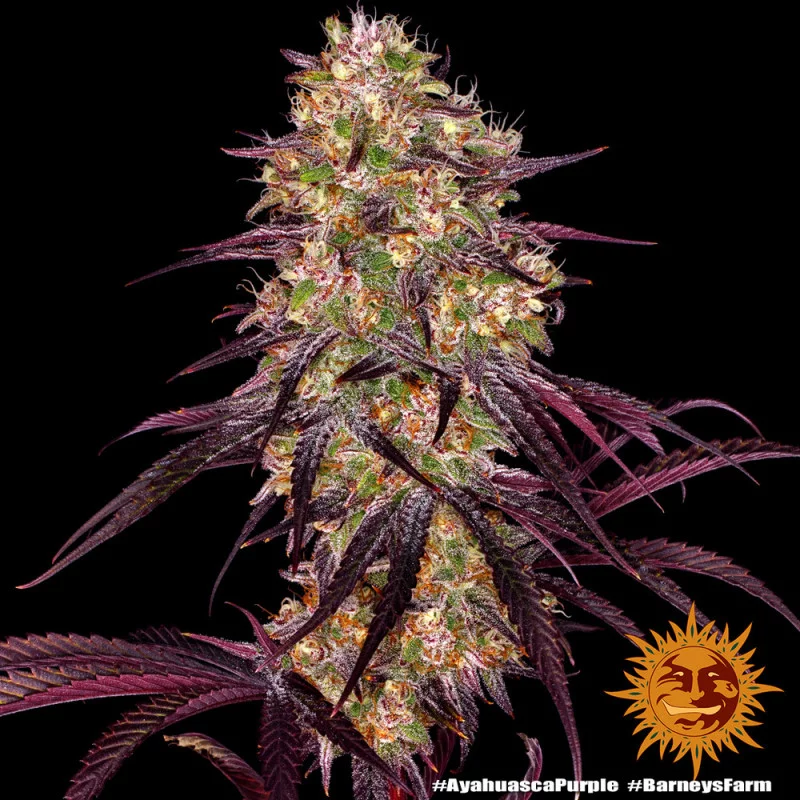 Ayahuasca Purple  Barney's Farm  SEEDS-BANK.CZ