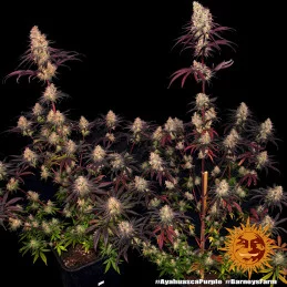 Ayahuasca Purple  Barney's Farm  SEEDS-BANK.CZ