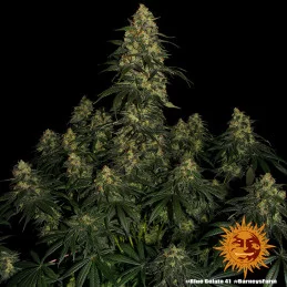 Blue Gelato 41 Barney´s Farm SEEDS-BANK.CZ