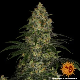 Blue Gelato 41 Barney´s Farm SEEDS-BANK.CZ