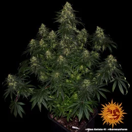 Blue Gelato 41 Barney´s Farm SEEDS-BANK.CZ