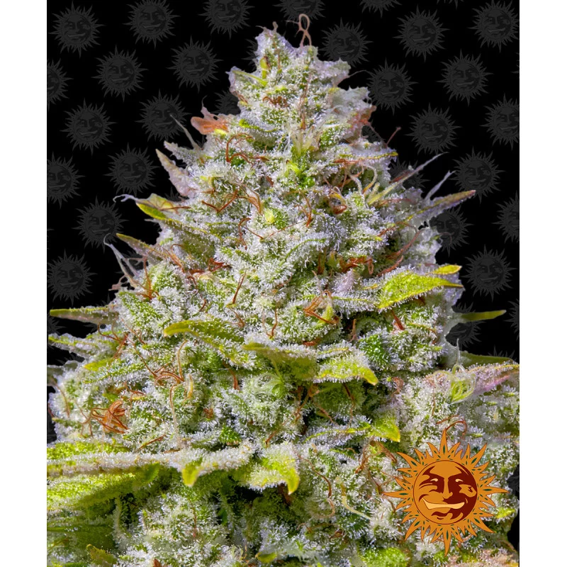 Blue Gelato 41 Barney´s Farm SEEDS-BANK.CZ