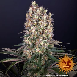 Blueberry OG Barney´s Farm SEEDS-BANK.CZ