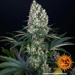 Blueberry OG Barney´s Farm SEEDS-BANK.CZ
