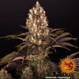 Blueberry OG Barney´s Farm SEEDS-BANK.CZ