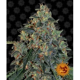 Blueberry OG Barney´s Farm SEEDS-BANK.CZ