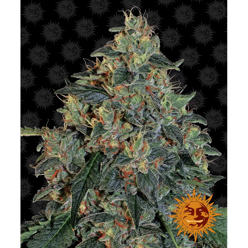 Blueberry OG Barney´s Farm SEEDS-BANK.CZ