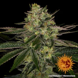 Gorilla Zkittlez Barney´s Farm SEEDS-BANK.CZ