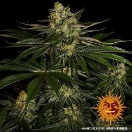 Gorilla Zkittlez Barney´s Farm SEEDS-BANK.CZ