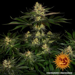 Gorilla Zkittlez Barney´s Farm SEEDS-BANK.CZ