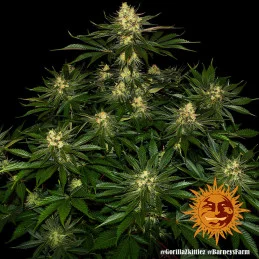 Gorilla Zkittlez Barney´s Farm SEEDS-BANK.CZ