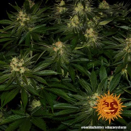 Gorilla Zkittlez Barney´s Farm SEEDS-BANK.CZ