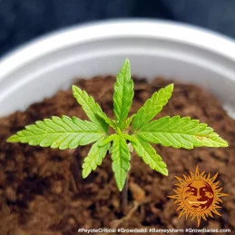 Peyote Critical Barney´s Farm SEEDS-BANK.CZ