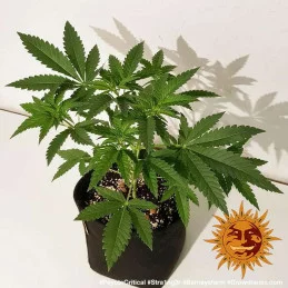Peyote Critical Barney´s Farm SEEDS-BANK.CZ