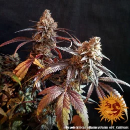 Peyote Critical Barney´s Farm SEEDS-BANK.CZ